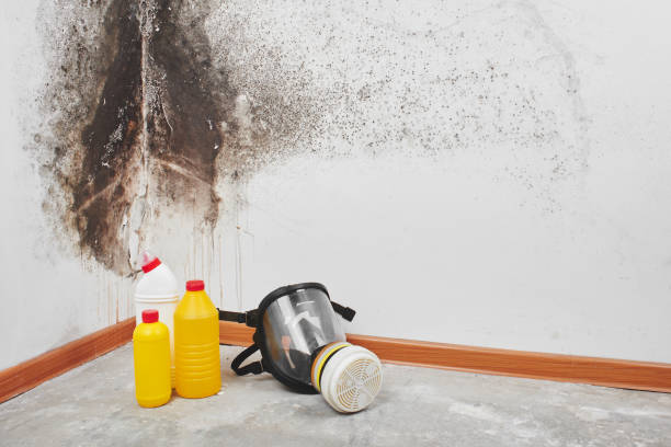 Best Residential Mold Removal  in , GA