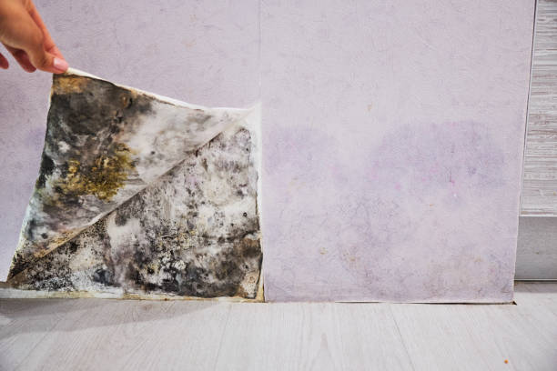 Best Mold Testing  in , GA